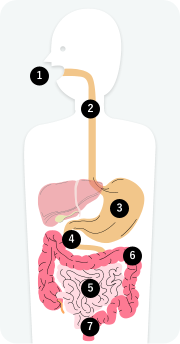 私たちが食べたものは、口で咀嚼され、食道を通り胃に運ばれます。胃では酸や酵素などにより消化が行われ、小腸へ運ばれます。小腸で栄養分や水分が吸収されます。その残りが大腸へ運ばれ、さらに水分が吸収され、腸内細菌やその死菌体が加わり、固形の便をつくりながら、ぜん動運動で大腸の終わりの直腸に運ばれます。直腸に届くと、腸壁が刺激されて便意となり、脳からの指令を受けて便が排泄されます。