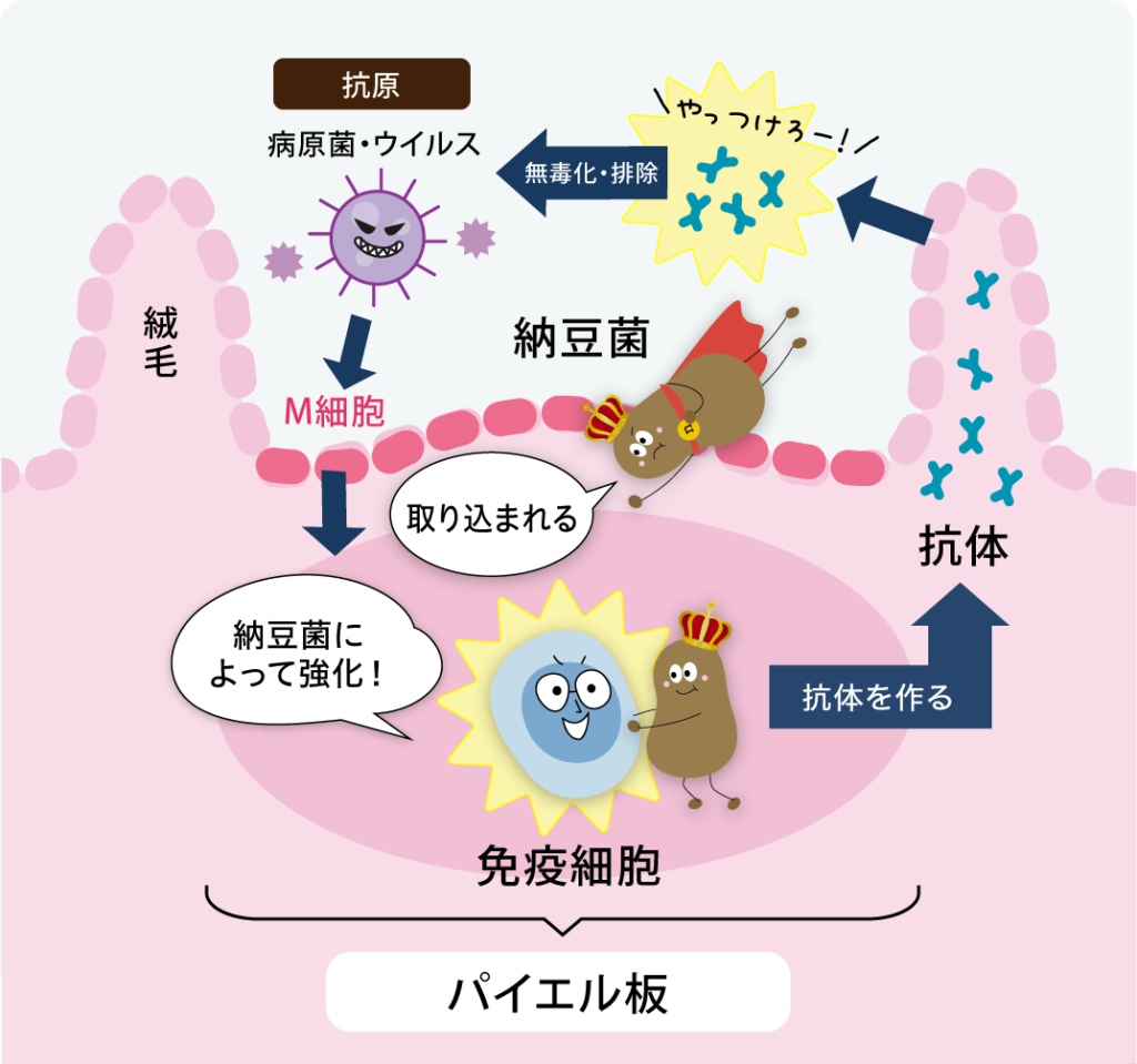 納豆菌が免疫細胞を強化し、抗体が作られ感染を予防する