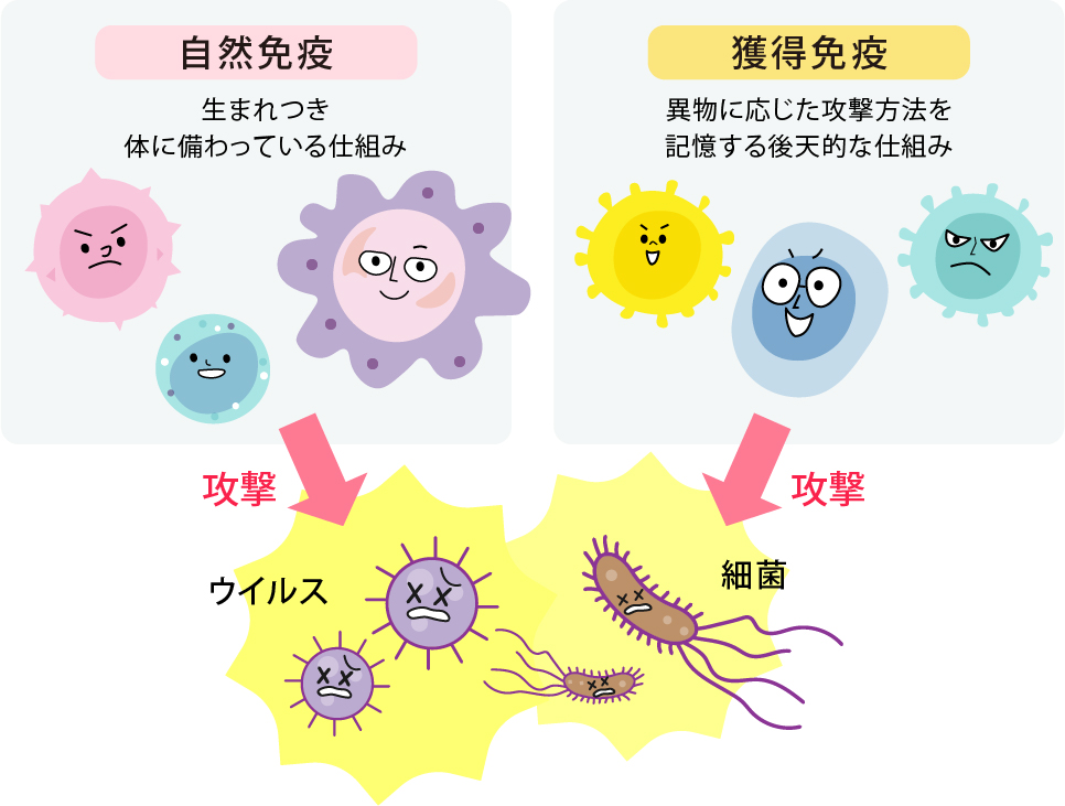 天然免疫源と人工免疫源の違いは何ですか?