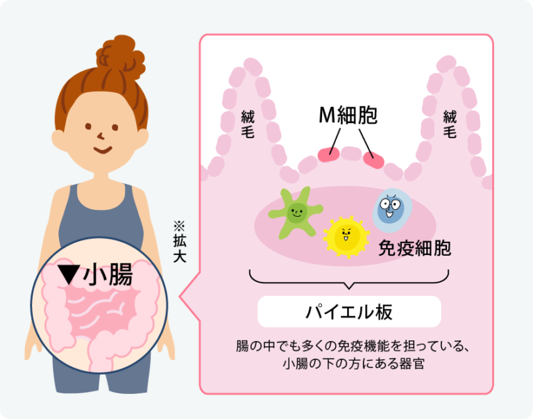 腸内環境と免疫の関係とは？自然免疫と獲得免疫、腸管免疫についてー免疫を知ろう！ー